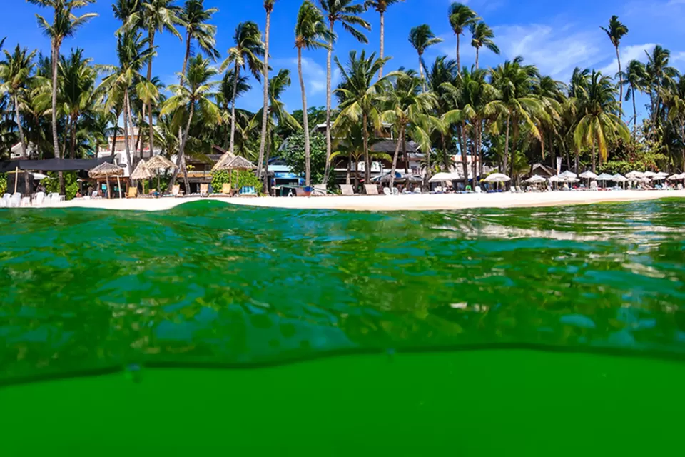 Algae Bloom